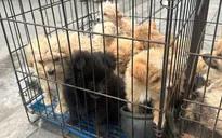 Cảnh giác thủ đoạn lừa đảo mua bán vật nuôi, thú cưng nhằm chiếm đoạt tiền