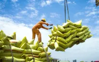 Xuất khẩu gạo Việt Nam đạt 3,11 tỷ USD sau 9 tháng
