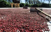 Cà phê, ca cao đồng loạt tăng giá