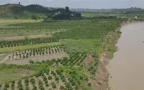 Sạt lở bờ sông Krông Nô đe dọa nhiều hạng mục công trình và đất sản xuất