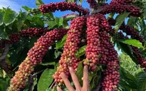 Giá cà phê trong nước giảm