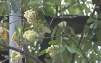 Hà Nội nghiên cứu đánh tỉa hoa sữa trên phố có mật độ dày đặc