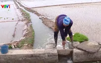 Cấp thiết phục hồi dòng chảy, cải thiện chất lượng nguồn nước cho sản xuất nông nghiệp