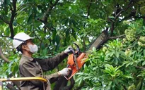 Hà Nội bắt đầu cắt tỉa hoa sữa trên nhiều tuyến phố, giảm mùi hương nồng