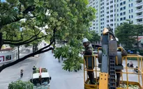 Hà Nội đã cắt tỉa hơn 200 cây hoa sữa trên 13 tuyến phố