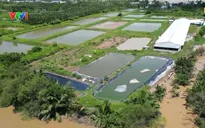 Trại lợn ở Cà Mau bốc mùi, người dân lo nguồn nước ô nhiễm