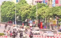 Hà Nội lấy ý kiến người dân về việc di chuyển cây hoa sữa