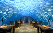 Ăn trưa với cá mập, cá đuối gai độc và rùa vây quanh ở Maldives