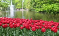 Keukenhof - Điểm đến không thể bỏ qua tại Hà Lan