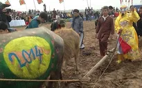 Vẽ hình ngựa lên lưng trâu ở Lễ hội Tịch Điền