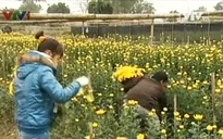 Tây Tựu chuẩn bị vụ hoa Tết