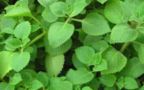Bài thuốc dân gian trị ho cho trẻ