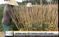 Người trồng hoa Tết đối phó với thời tiết lạnh