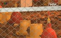 Hải Phòng: Xây dựng làng chăn nuôi theo chuỗi an toàn thực phẩm
