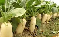 Hà Nội: Làng chuyên canh rau củ cải an toàn
