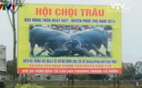 Lần đầu tiên Hà Nội tổ chức hội chọi trâu