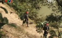 Bảo tồn và phát triển nguồn dược liệu quý ở Lào Cai