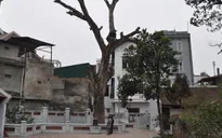 Bảo tồn Cây di sản trước các nguy cơ bị xâm hại