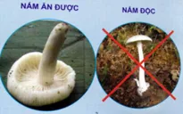 7 bệnh nhân ngộ độc nấm đã tử vong