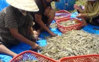Thương lái nước ngoài gây hại nông - thủy sản