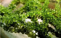Hiệu quả từ trồng cây rong nho ở Ninh Thuận