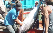 Chuyển đổi mô hình khai thác cá ngừ đại dương