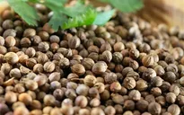 Thực hư tác dụng của hạt mùi với bệnh sởi
