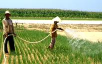 Phát triển thương hiệu tỏi Lý Sơn theo hướng bền vững