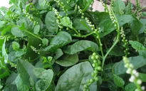 Chữa 9 bệnh thường gặp nhờ rau mồng tơi