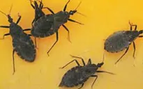 Cục Y tế dự phòng khuyến cáo phòng chống bọ xít hút máu