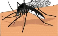 Cách chăm sóc tại nhà cho trẻ mắc sốt xuất huyết
