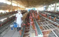 Doanh nghiệp Việt đua nhau chuyển hướng đầu tư vào nông nghiệp