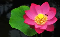 "Chuyện của sen" xứ Hàn tại Việt Nam