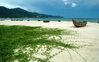 Quy hoạch bán đảo Sơn Trà nhận giải xuất sắc của Viện Kiến trúc sư Mỹ