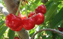 5 loại quả mùa hè chị em không nên bỏ qua