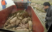 Lộ diện kẻ vứt xác heo trên sông Hoàng Phố