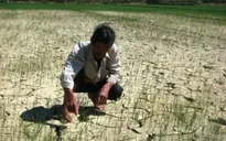Khô hạn nghiêm trọng ở miền Trung và Tây Nguyên