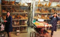 Trung Quốc: Thêm một ca nghi nhiễm cúm gia cầm mới