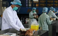 Thêm hai người tử vong vì H7N9 tại Trung Quốc
