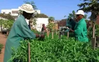 Người dân Senegal phát triển dự án vườn rau nhỏ