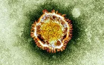 Virus "corona" có thể lây qua không khí