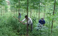 Mô hình Hội cựu chiến binh cùng nhau giữ rừng