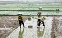 Tập trung hoàn thành gieo cấy vụ Đông Xuân