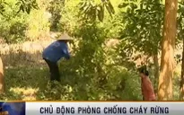 Chủ động phòng cháy, chữa cháy rừng năm 2014