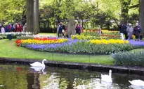 Thăm xứ sở 'nữ hoàng' hoa tulip