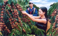 Quyết định thu hồi thương hiệu cà phê Buôn Ma Thuột tại Trung Quốc