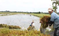 Hậu Giang: Giá lúa Đông Xuân bắt đầu sụt giảm