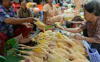 Campuchia lo ngại về dịch cúm gia cầm