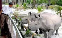 Hợp tác Việt Nam - Nam Phi ngăn chặn buôn bán trái phép tê giác