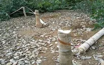 Sau 6 tháng, 20.000 ha cao su tại Tây Ninh bị đốn bỏ